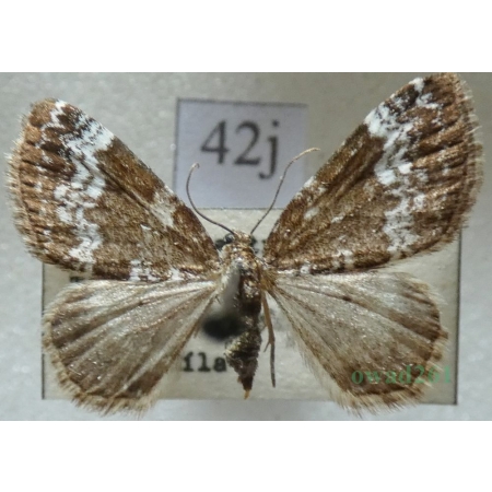 Perizoma alchemillata (Linnaeus, 1758) Peryzoma przywrotnica Czech42j